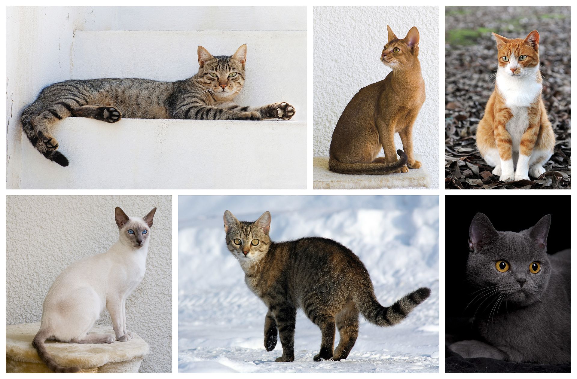 Building a Reverse Image Search Engine using a Pretrained Image Classifier